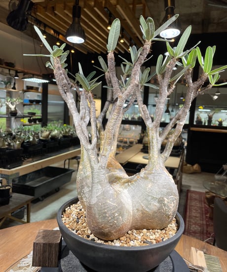 パキポディウム グラキリス　Pachypodium gracilius 　発根済　(gk-249)