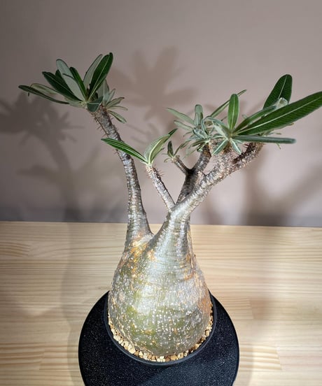 パキポディウム グラキリス　Pachypodium gracilius 　発根済　(商品番号gk-113)