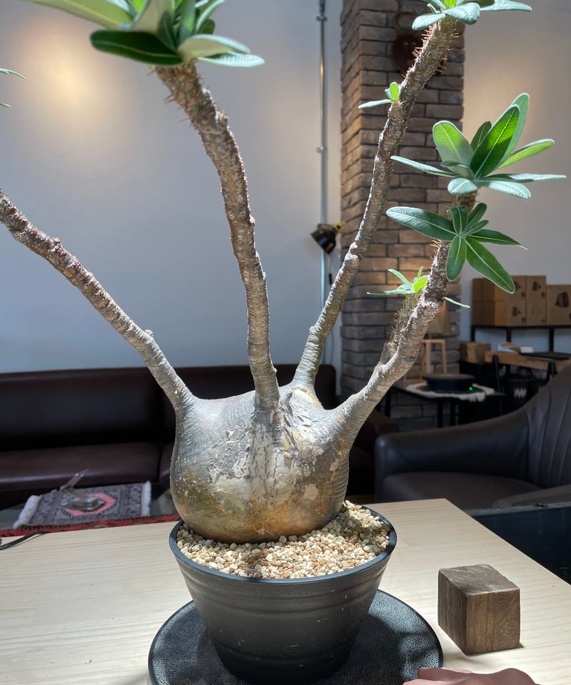 パキポディウム グラキリス Pachypodium gracilius 発根済 (gk-22