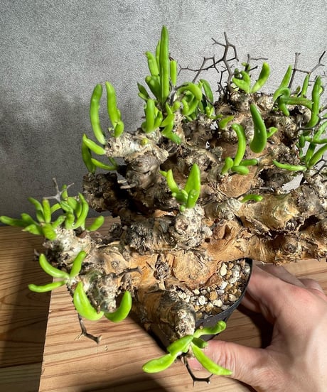 チレコドン レティキュラータス　Tylecodon reticulatus　万物想 　発根済　(商品番号cr-11)