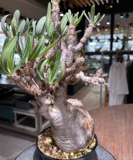 パキポディウム グラキリス　Pachypodium gracilius 　発根済　(gk-560)