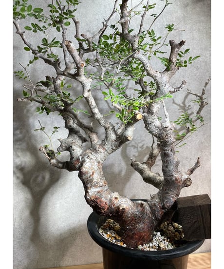 コミフォラ モンストローサ /Commiphora monstrosa　発根済　 (幹幅約6.5cm)　(商品番号mr-14)