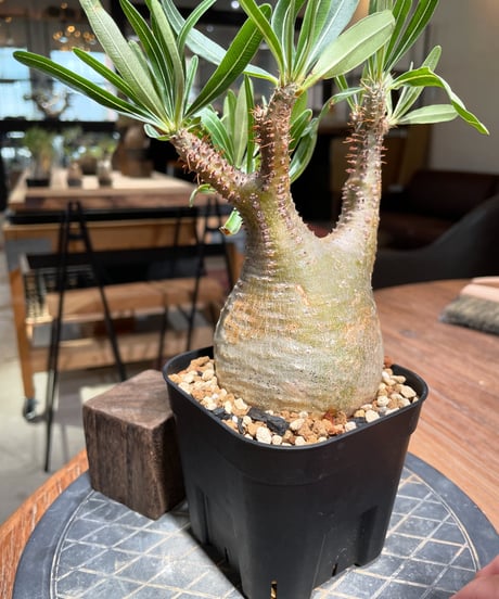 パキポディウム グラキリス　Pachypodium gracilius 　発根済　(gk-383)