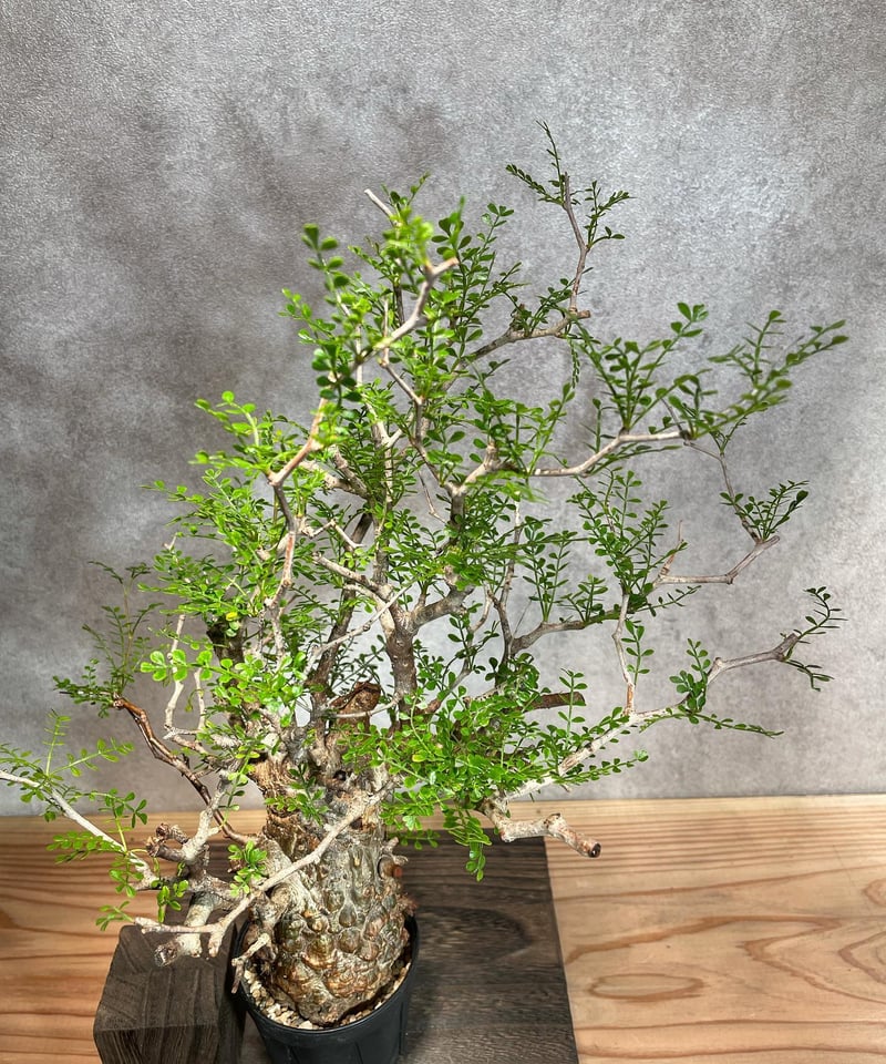 オペルクリカリア パキプス／Operculicarya pachypus 発根済 浅鉢用手