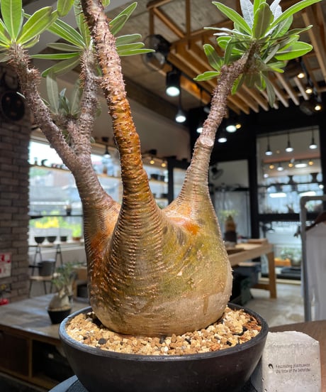 パキポディウム グラキリス　Pachypodium gracilius 　発根済　(gk-485)