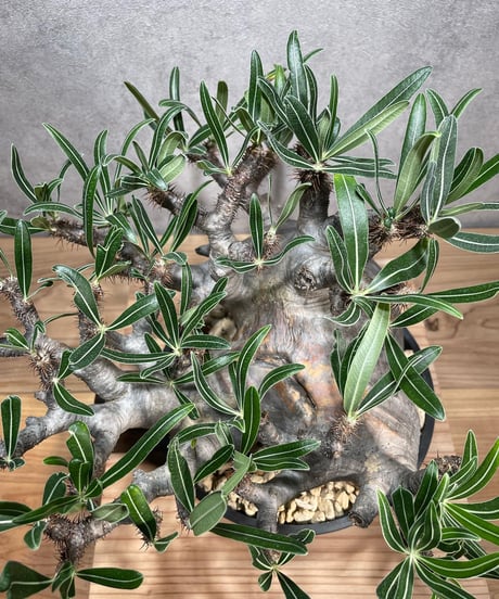 パキポディウム グラキリス　Pachypodium gracilius 　発根済　(商品番号gk-66)