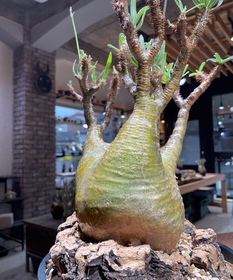 パキポディウム グラキリス　Pachypodium gracilius 　発根済　(gk-449）