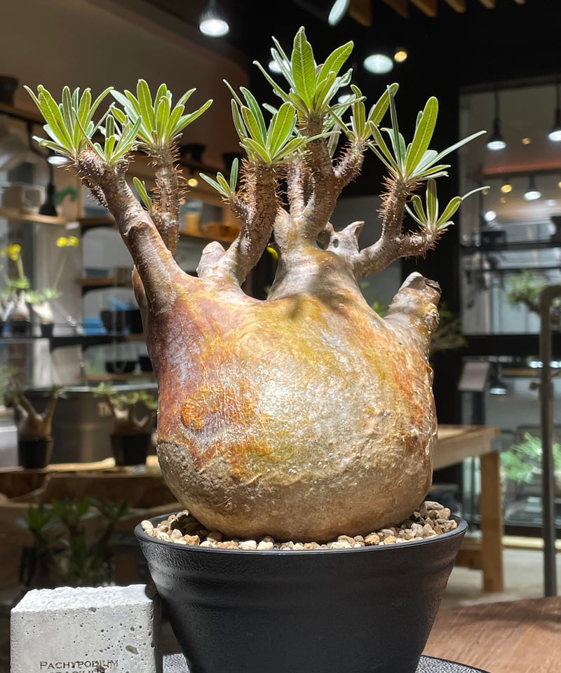 パキポディウム グラキリス Pachypodium gracilius 発根済 (gk-26