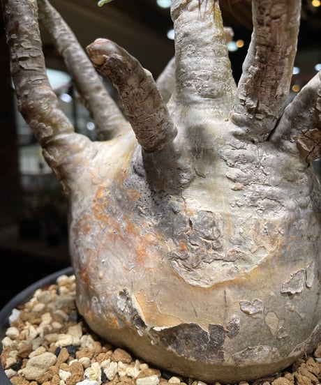 パキポディウム グラキリス　Pachypodium gracilius 　発根済　(gk-463)