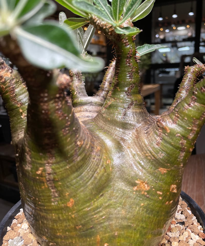 パキポディウム グラキリス Pachypodium gracilius 発根済 (gk-53