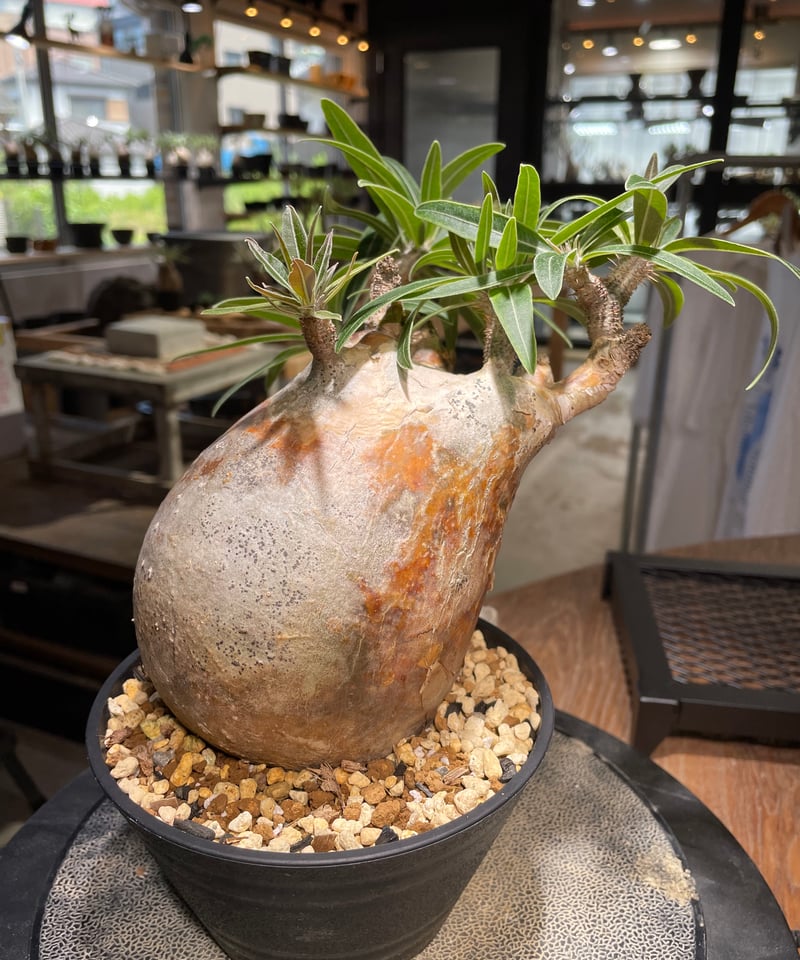 パキポディウム グラキリス Pachypodium gracilius 発根済 (gk-49