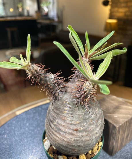パキポディウム グラキリス　Pachypodium gracilius 　発根済　(商品番号gk-193)