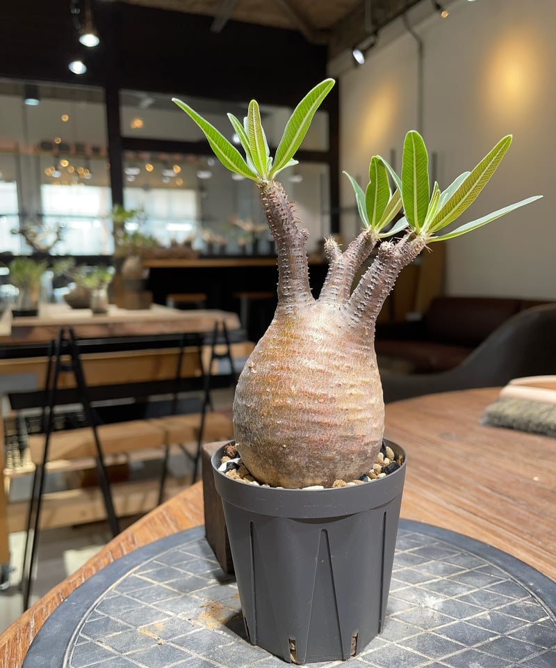 パキポディウム グラキリス Pachypodium gracilius 発根済 (gk-37