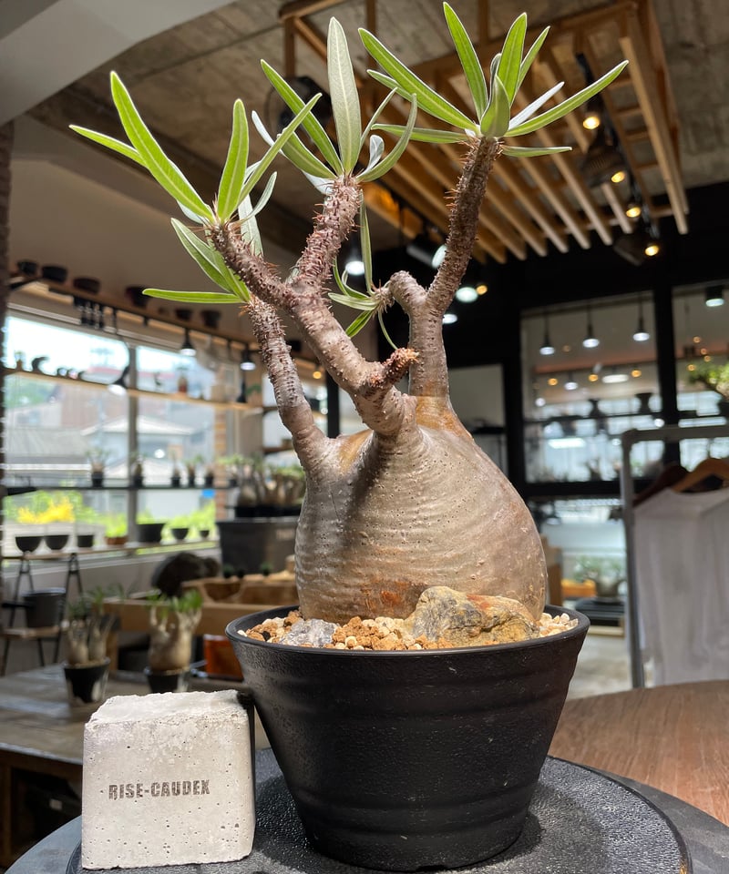 パキポディウム グラキリス Pachypodium gracilius 発根済 (gk-48