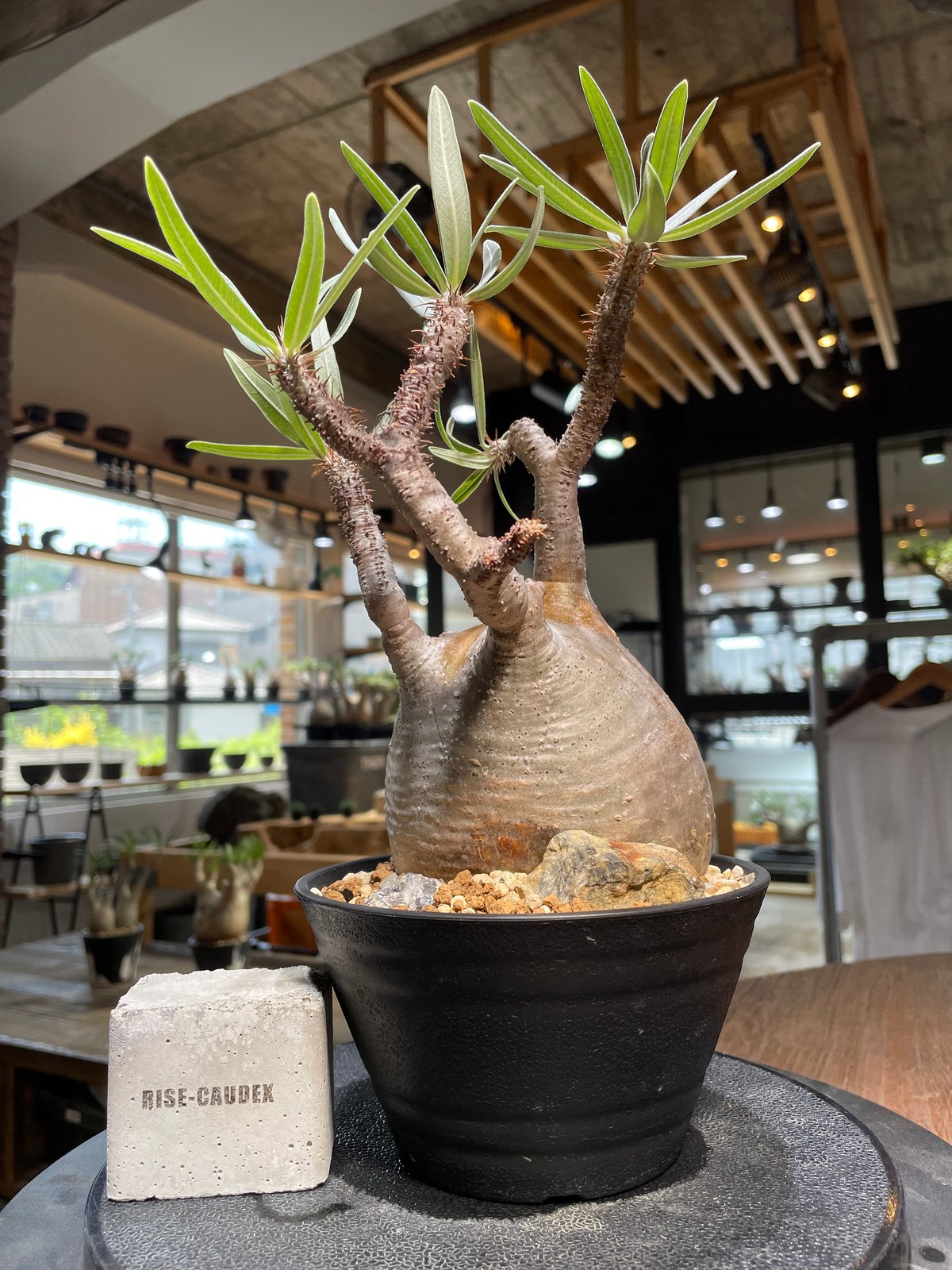 パキポディウム・グラキリス/Pachypodium gracilius パキポディウム グラキリス Pachypodium gracilius 発根済 (gk-48