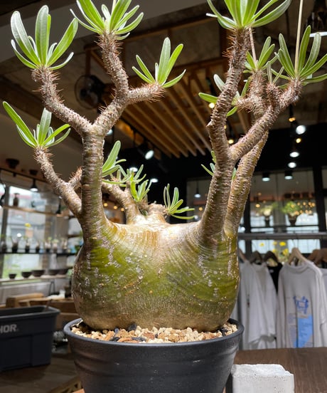 パキポディウム グラキリス　Pachypodium gracilius 　発根済　(gk-448）