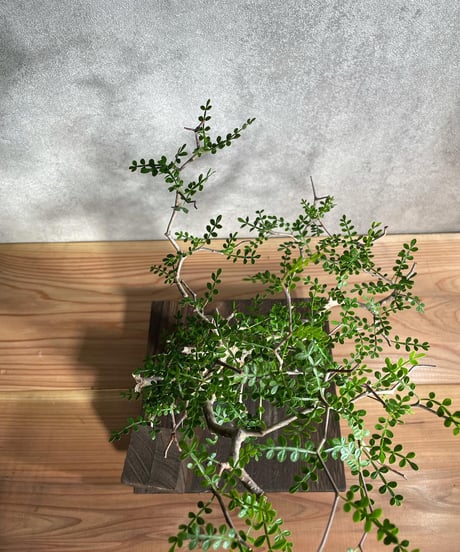 オペルクリカリア パキプス／Operculicarya pachypus　発根済　浅鉢用手乗りサイズ   (塊根幅6cm)　(商品番号PP-21)  (画像後半の陶器鉢は含まれません)