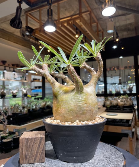 パキポディム グラキリス　Pachypodium gracilius 　発根済　(gk-207)