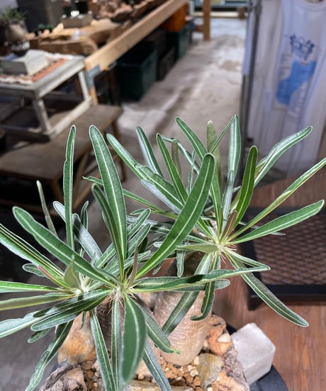 パキポディウム グラキリス　2頭　Pachypodium gracilius 　発根済　(gk-507）