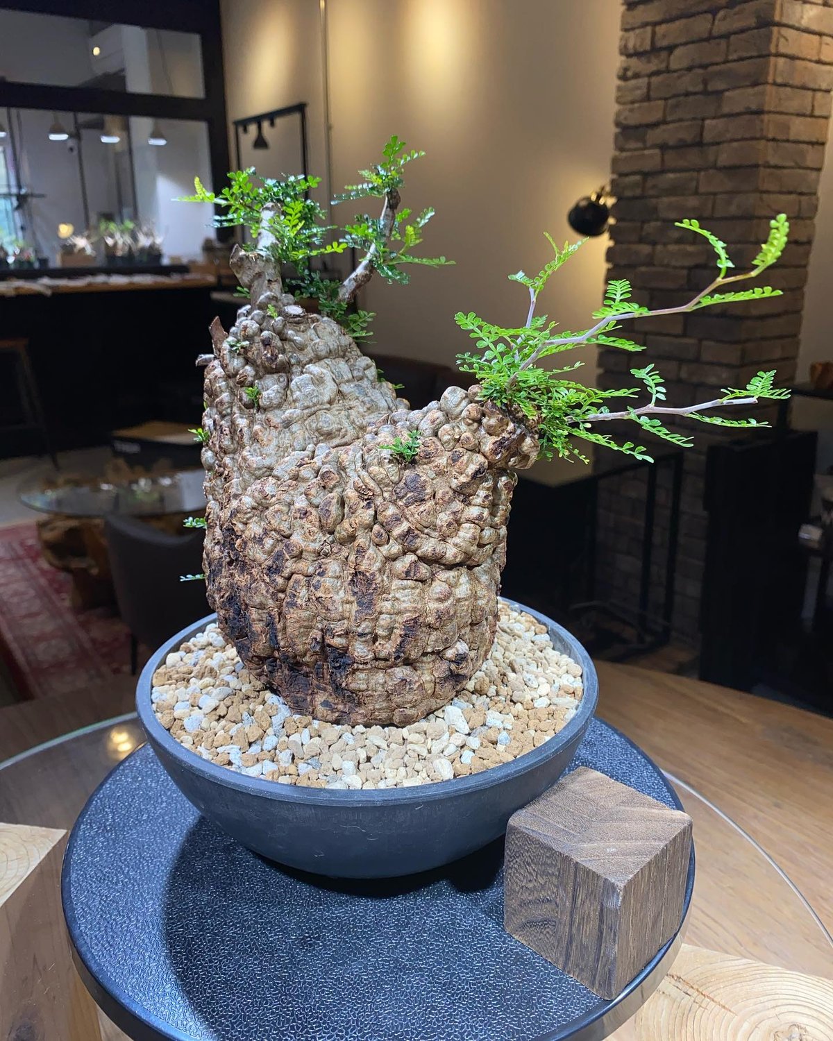 オペルクリカリア パキプス／Operculicarya pachypus 発根済 (商品番号P