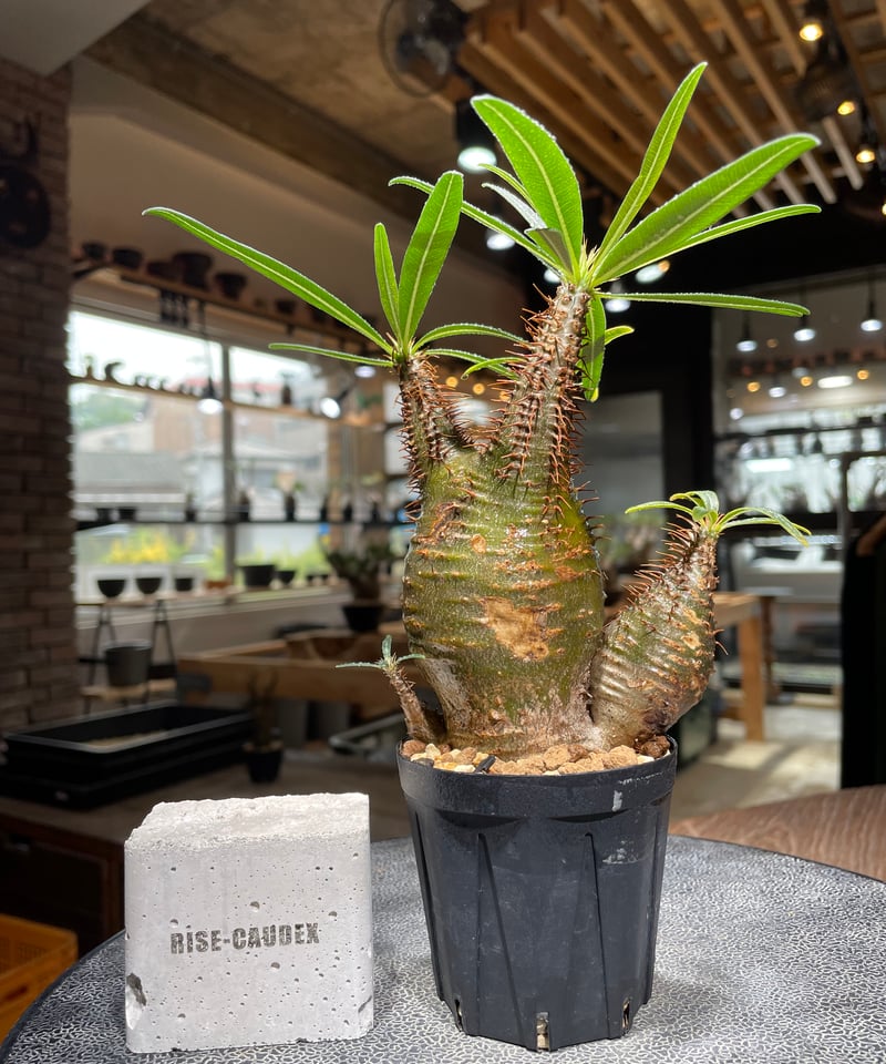 パキポディウム グラキリス(右のみ) 右のみ】パキポディウム グラキリス /(検)valiem パキポディウム