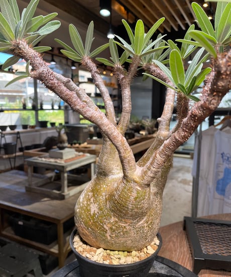 パキポディウム グラキリス　Pachypodium gracilius 　発根済　(gk-506）