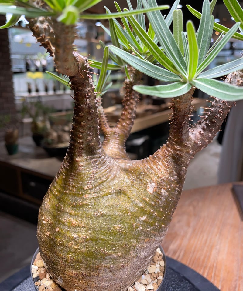 パキポディウム グラキリス Pachypodium gracilius 発根済 (gk-46