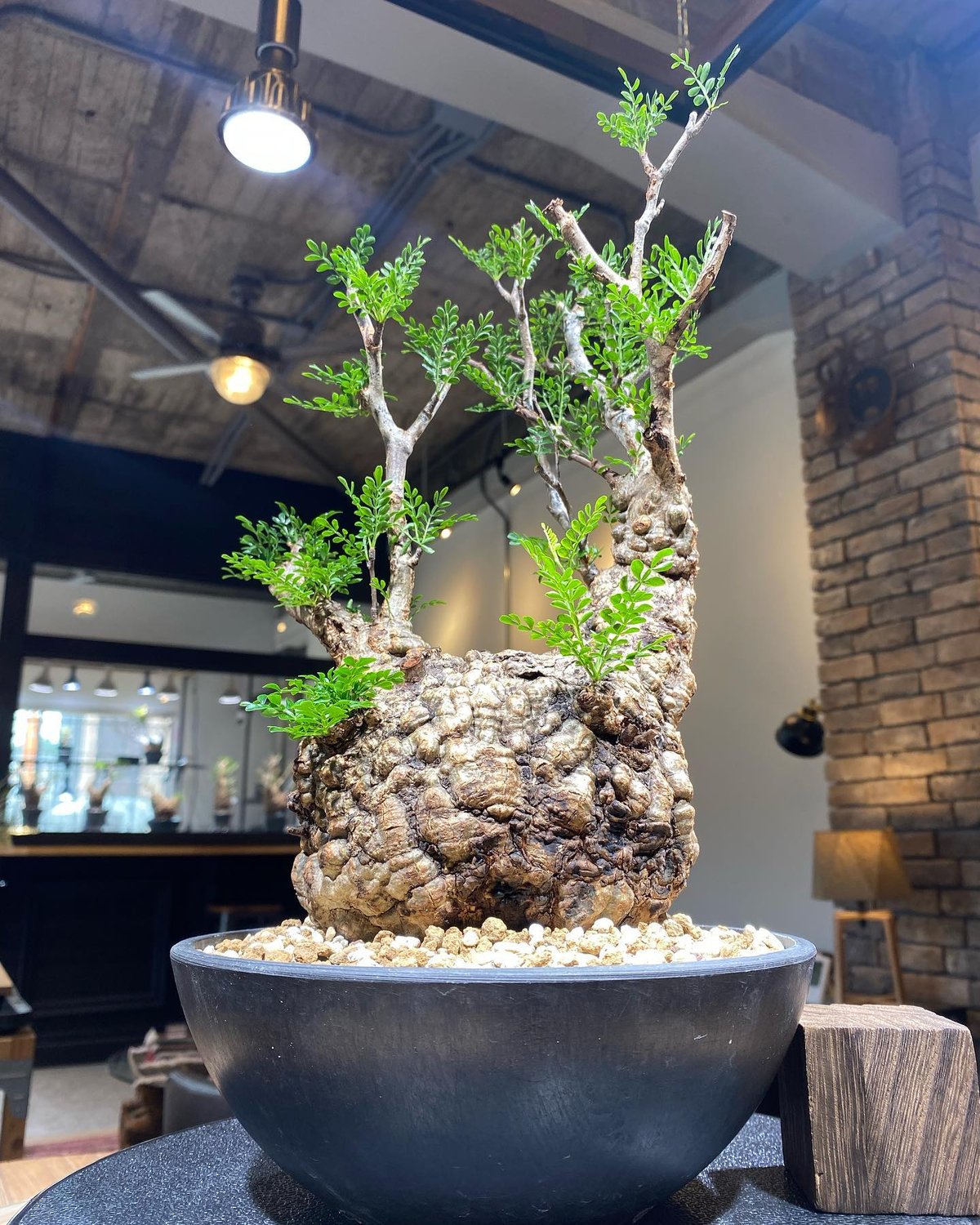 週末値下げ！扁平大型　発根株　オペルクリカリア　パキプス　検）グラキリス 現地球 fit=scale-down,w=1200