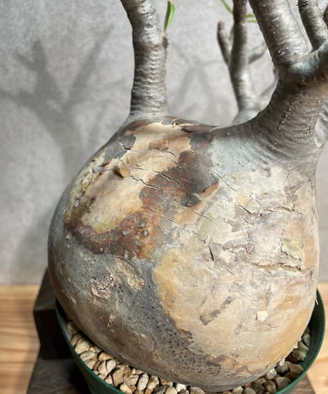 パキポディウム グラキリス　Pachypodium gracilius 　発根済(塊根幅13ｃｍ)　(商品番号gk-23)