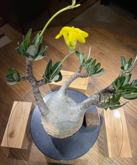 パキポディウム グラキリス　Pachypodium gracilius 　発根済　(商品番号gk-182)