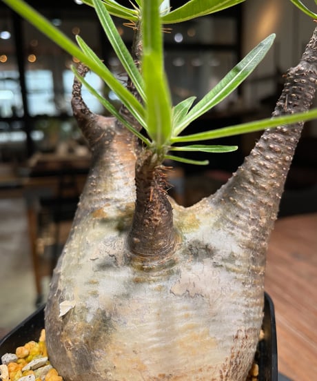 パキポディウム グラキリス　Pachypodium gracilius 　発根済　(gk-381)