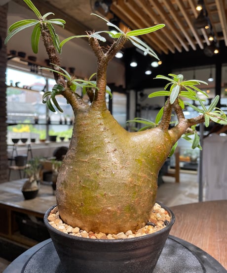 パキポディウム グラキリス　Pachypodium gracilius 　発根済　(gk-484)