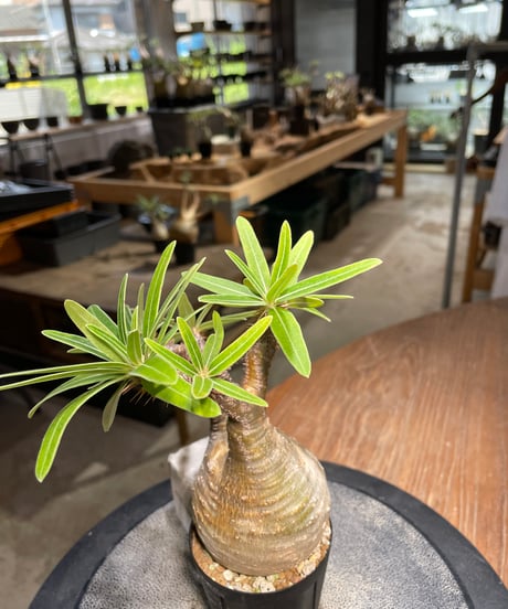 パキポディウム グラキリス　Pachypodium gracilius 　発根済　(gk-487)