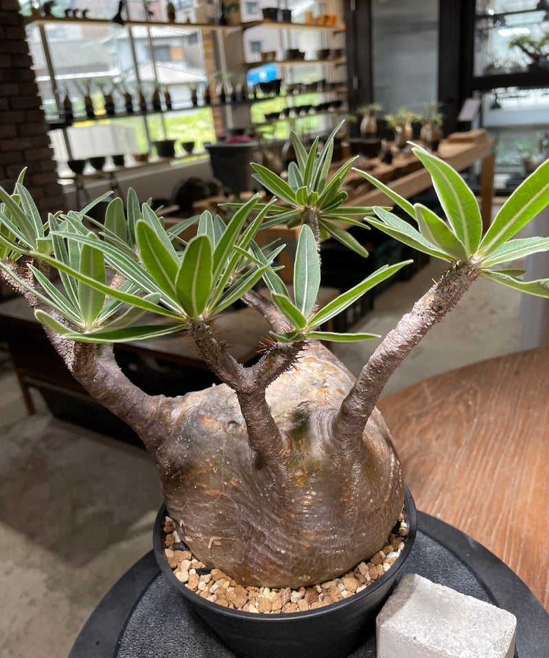 パキポディウム グラキリス Pachypodium gracilius 発根済 (gk-47
