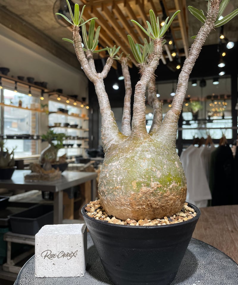 パキポディウム グラキリス Pachypodium gracilius 発根済 (gk-55