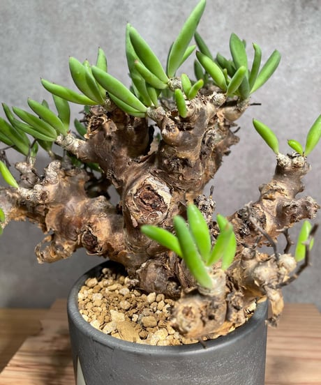 チレコドン レティキュラータス　Tylecodon reticulatus　万物想 　発根済　(商品番号cr-12valiem)VALIEM 　BLOCK　sizeM　(VALIEM巾着、タグ付き)