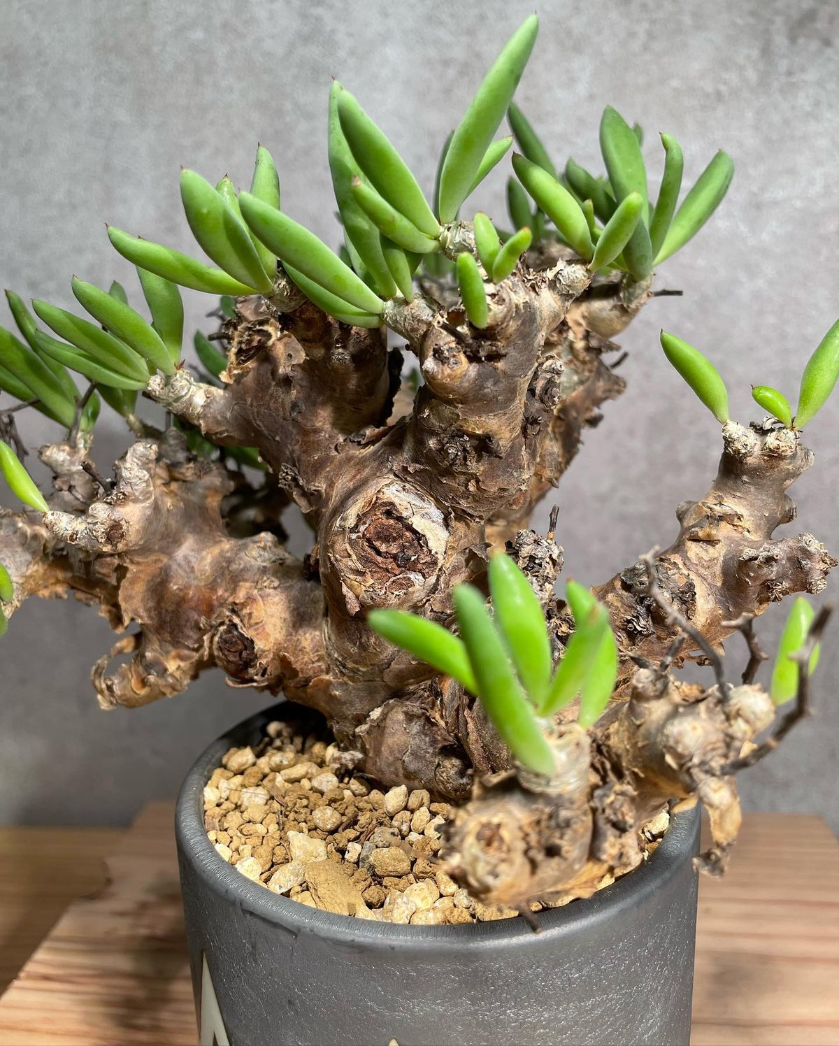 チレコドン レティキュラータス Tylecodon reticulatus 万物想 発根済  