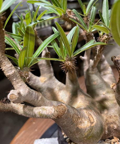 パキポディウム グラキリス　多頭　Pachypodium gracilius 　発根済　(gk-458）鉢 Kuniaki Matsui