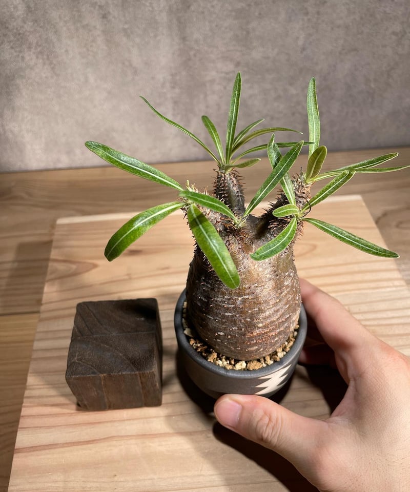 パキポディウム グラキリス Pachypodium gracilius 発根済 (商品番号g