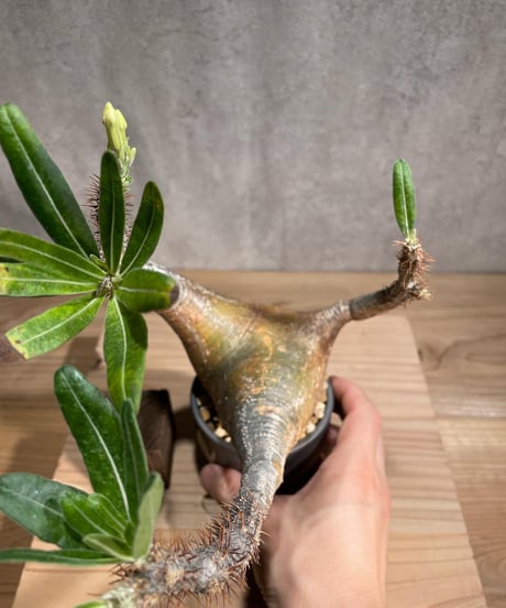 パキポディウム グラキリス　Pachypodium gracilius 　発根済　(商品番号gk-92valiem)  VALIEM 　(VALIEMタグ付き)