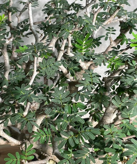 センナ メリディオナリス Senna meridionalis　発根済　(商品番号sm-11)