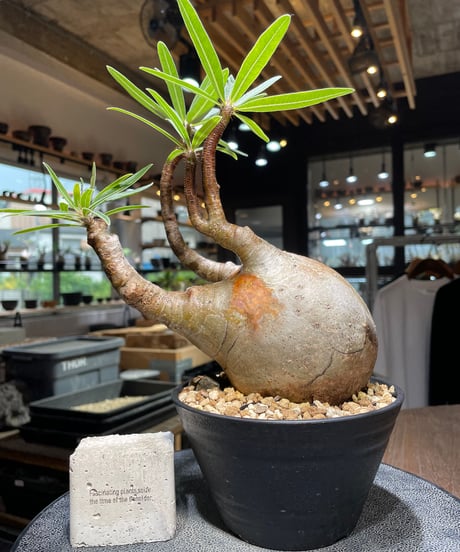 パキポディウム グラキリス　Pachypodium gracilius 　発根済　(gk-523）