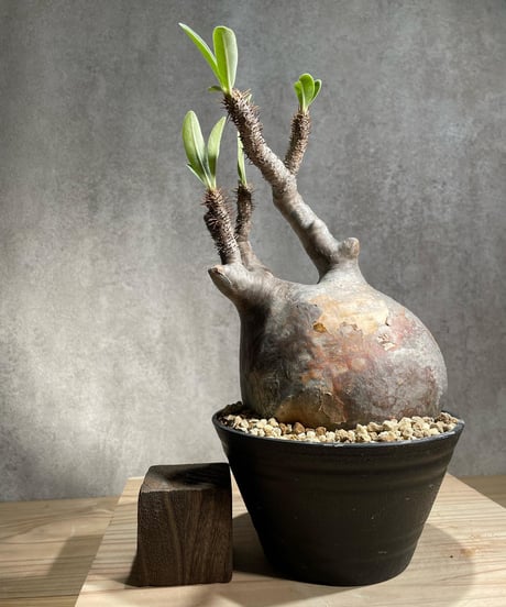 パキポディウム グラキリス　Pachypodium gracilius 　発根済　(商品番号gk-105)