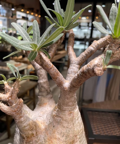 パキポディウム グラキリス　Pachypodium gracilius 　発根済　(gk-498）