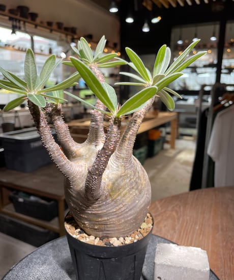 パキポディウム グラキリス　Pachypodium gracilius 　発根済　(gk-527)
