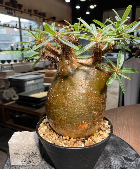 パキポディウム グラキリス　Pachypodium gracilius 　発根済　(gk-411)