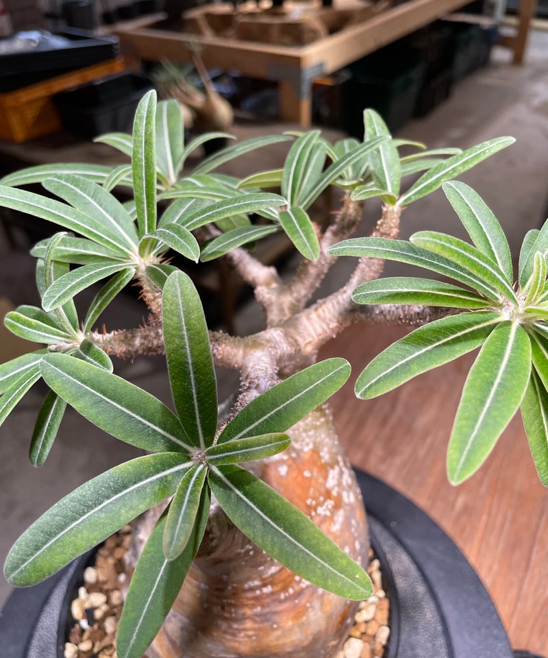 塊根植物 グラキリス 鉢に入るグラゾンビ🧟🪴 土も入れたらもっといい感じになりそう