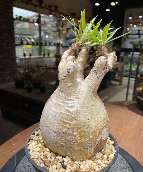 パキポディウム グラキリス　Pachypodium gracilius 　発根済　(gk-461)