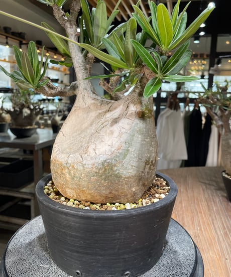 パキポディウム グラキリス　Pachypodium gracilius 　発根済　(gk-563)