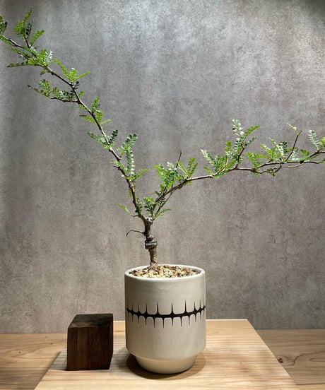 CATEGORY VALIEM鉢植込み | RISE-CAUDEX ONLINE STORE CATEGORY VALIEM鉢植込み | RISE-CAUDEX ONLINE STORE